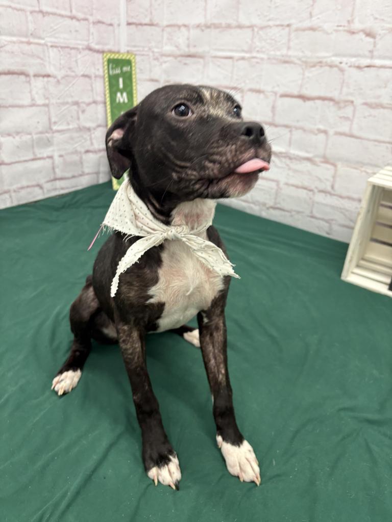 Enlarge Alicia, a Adoptable mixed breed in Detroit, MI image 2/6