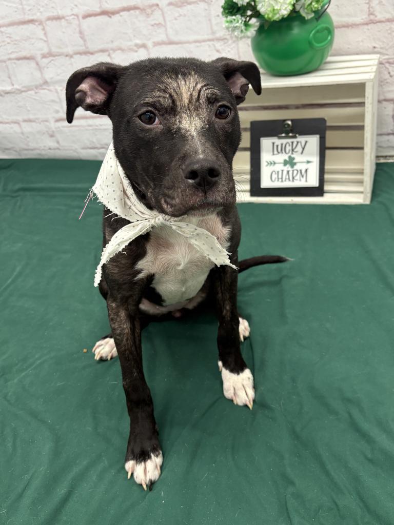 Enlarge Alicia, a Adoptable mixed breed in Detroit, MI image 3/6