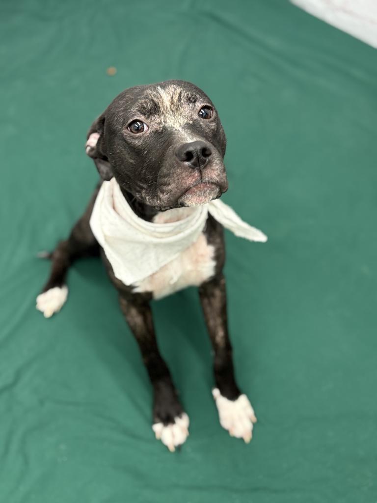 Enlarge Alicia, a Adoptable mixed breed in Detroit, MI image 4/6