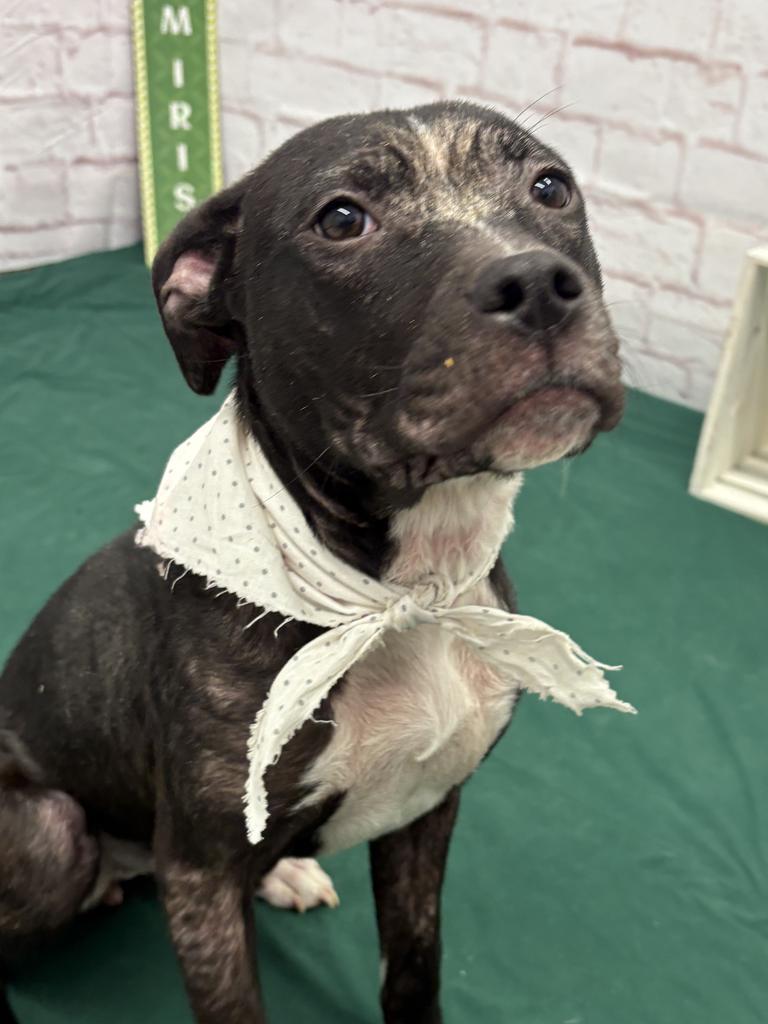 Enlarge Alicia, a Adoptable mixed breed in Detroit, MI image 5/6