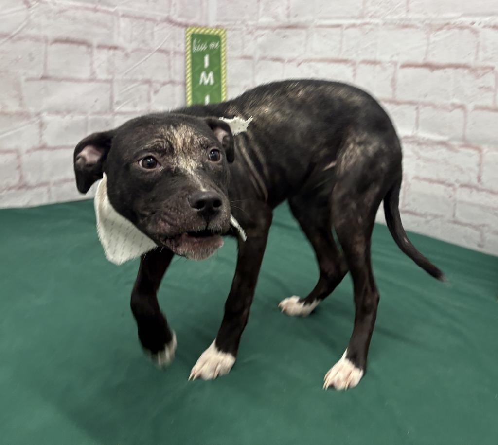 Enlarge Alicia, a Adoptable mixed breed in Detroit, MI image 6/6