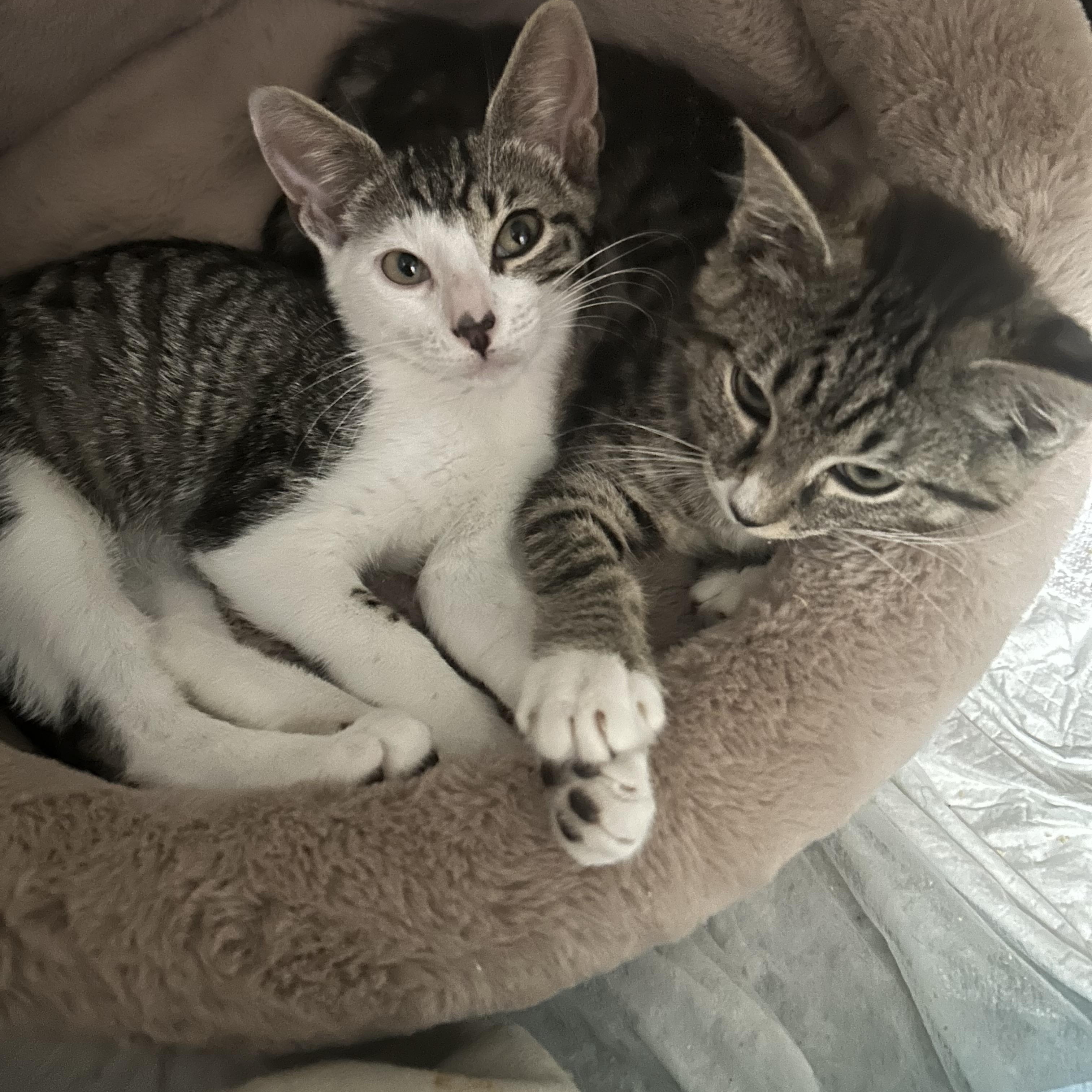 Squirrel thumbnail 2