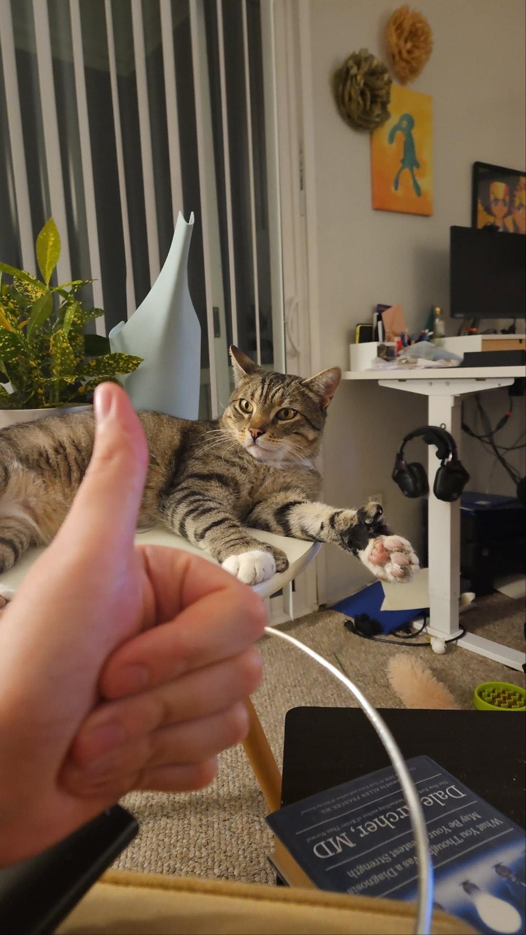 Huckleberry, a Adoptable Domestic Short Hair in Davis, CA image 2/4