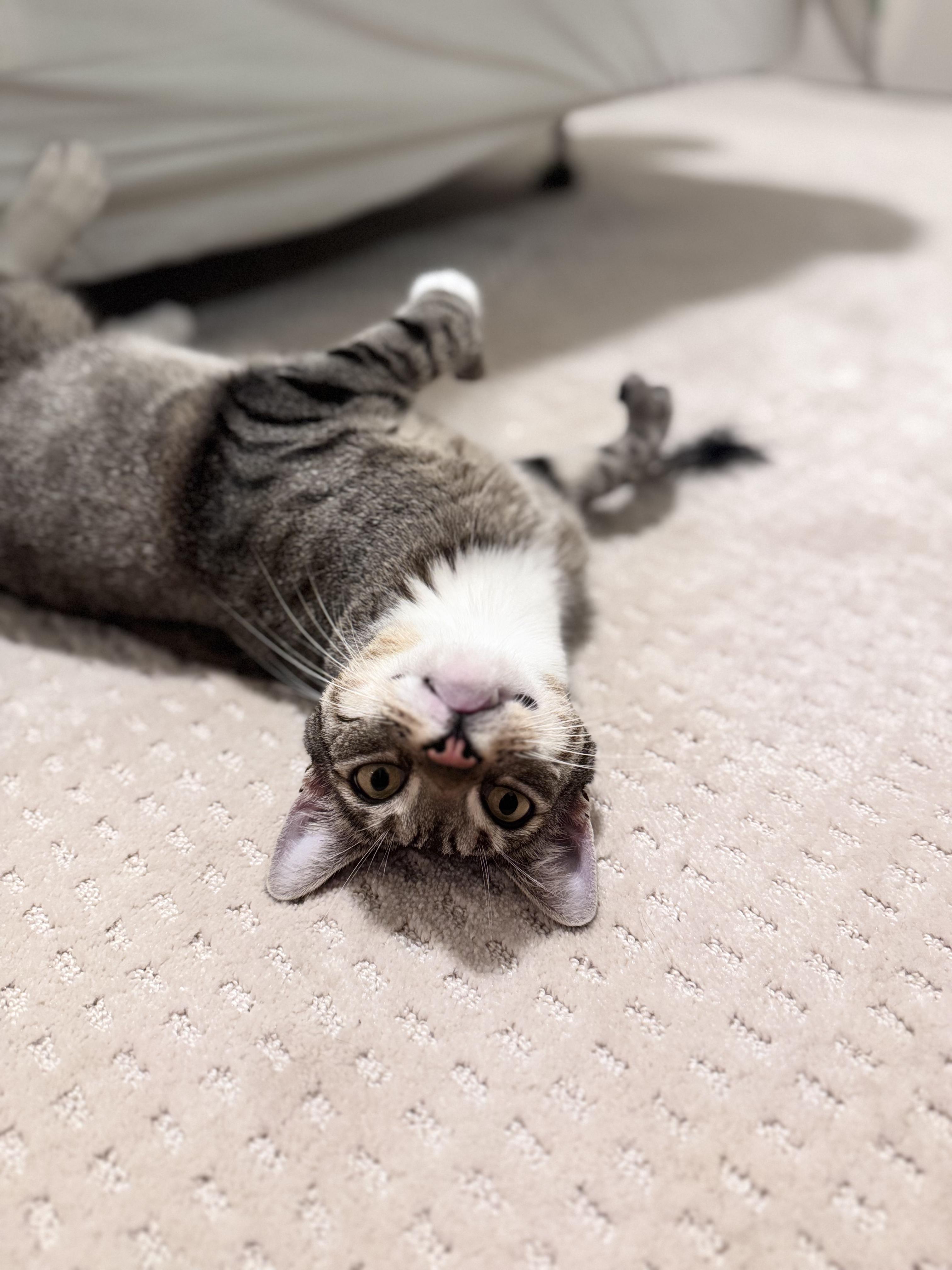 Huckleberry, Adoptable, Adult Male Domestic Short Hair.