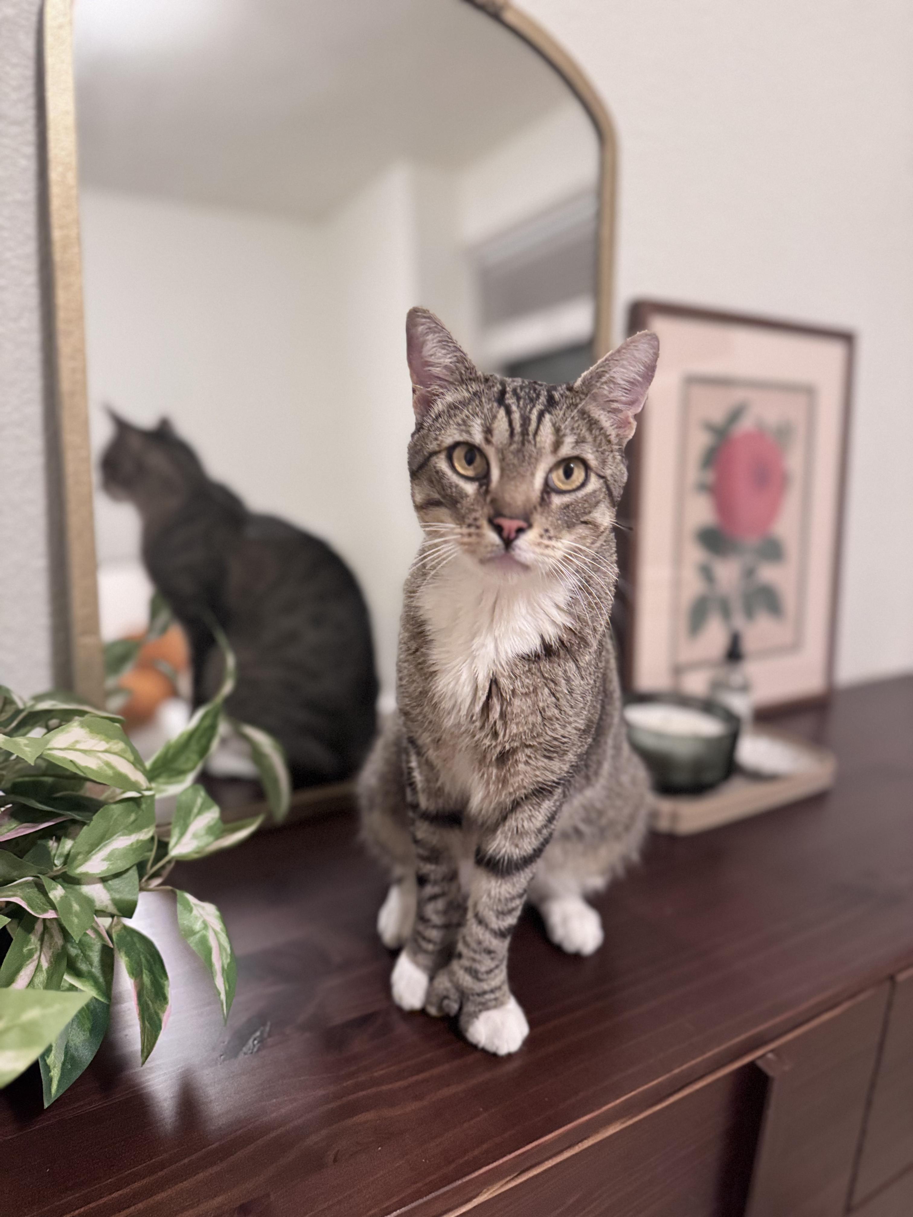 Huckleberry, a Adoptable Domestic Short Hair in Davis, CA image 3/4