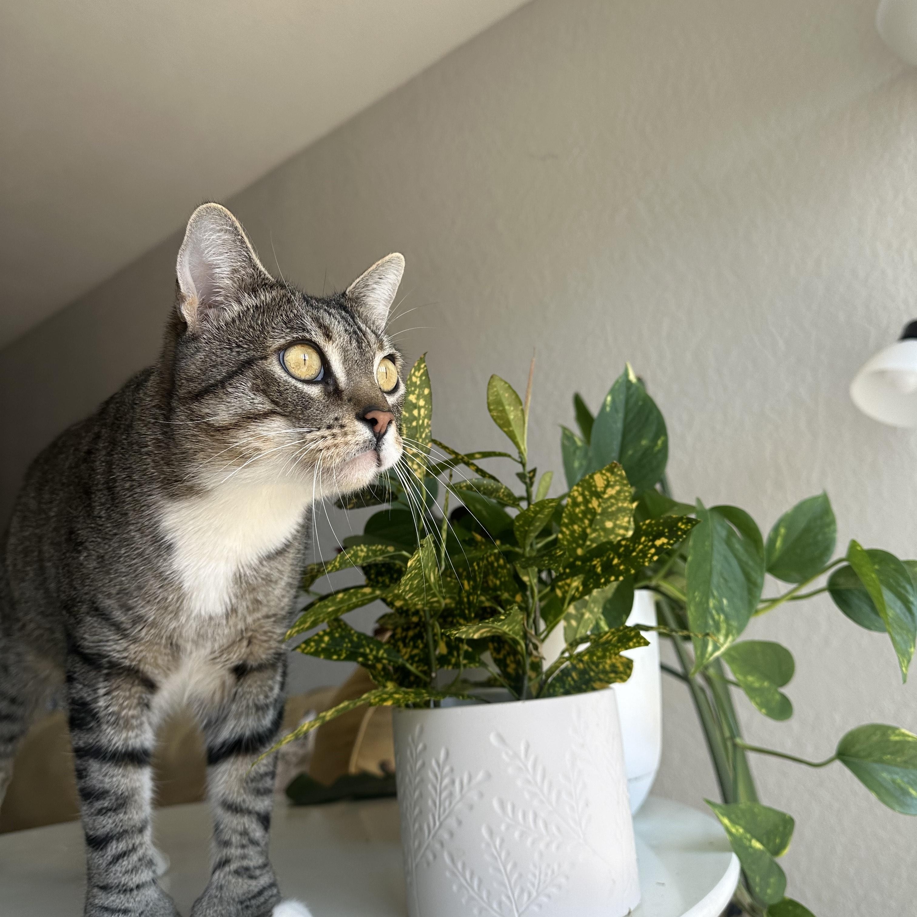 Huckleberry, a Adoptable Domestic Short Hair in Davis, CA image 4/4