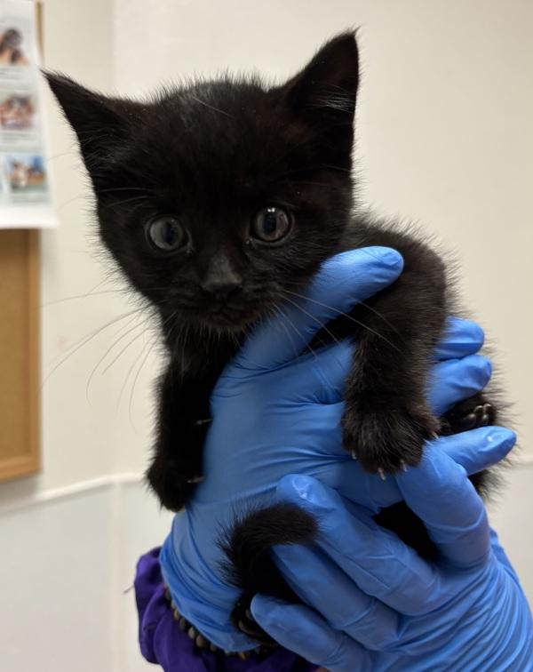 Nueva, a Adoptable mixed breed in Silverdale, WA image 1/3