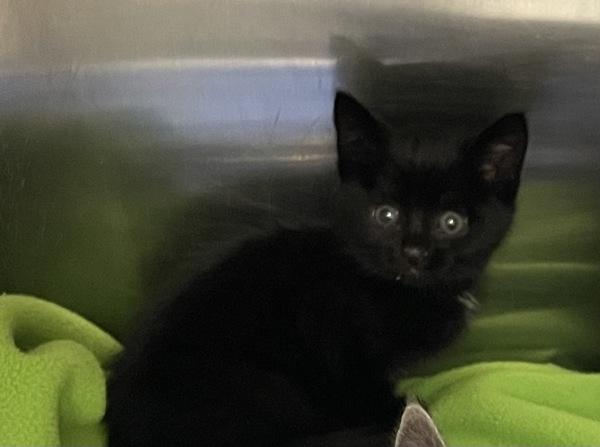 Nueva, a Adoptable mixed breed in Silverdale, WA image 3/3