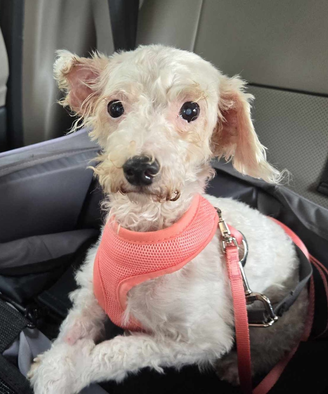 Enlarge Little Dove, a Adopted Poodle in Raleigh, NC image 1/1