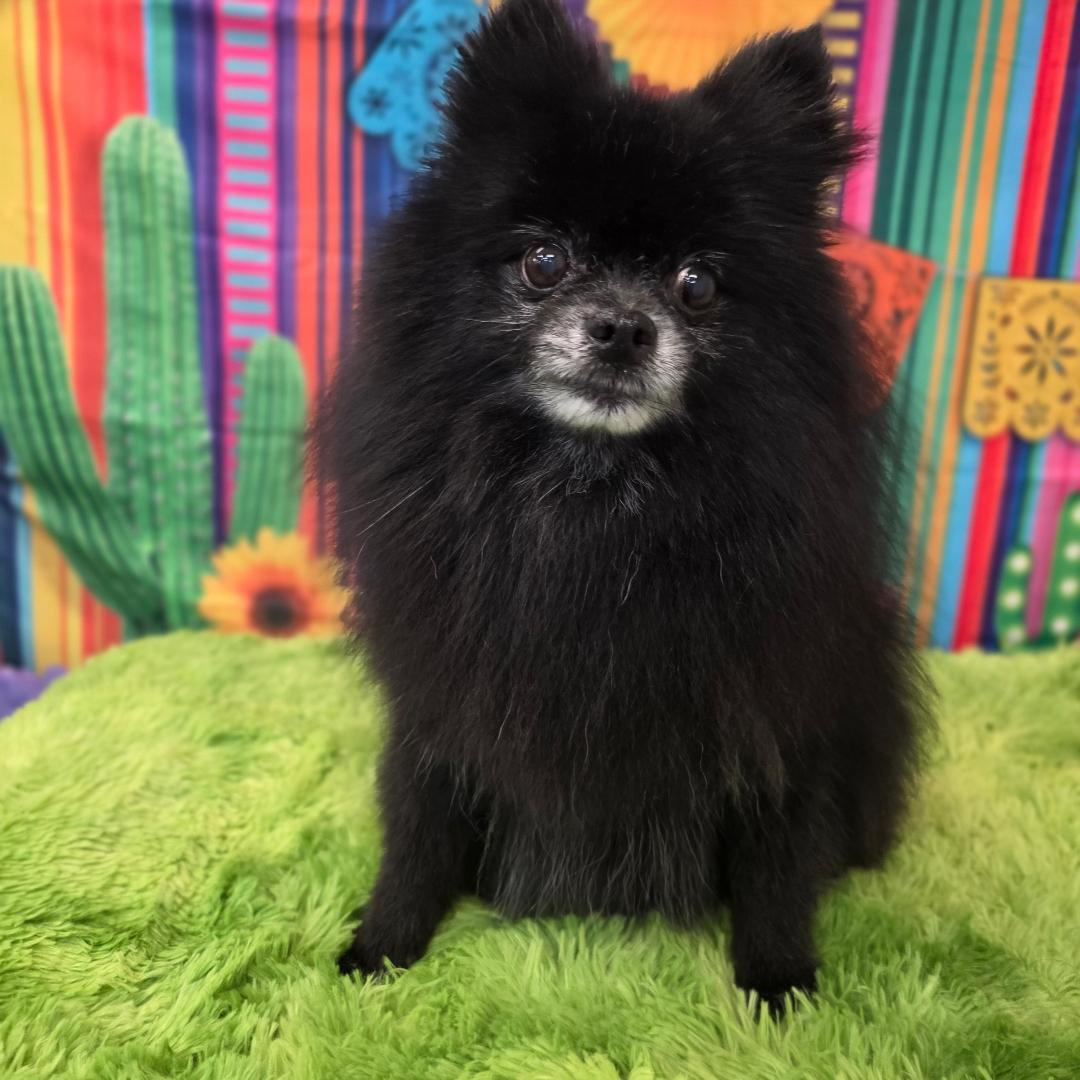 Ziggy, adoptable, Senior Male Pomeranian.