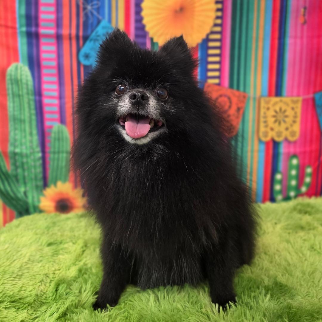 Ziggy, an adoptable Pomeranian in Austin, TX image 2/2