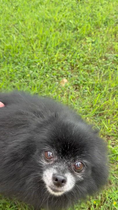 Enlarge Ziggy, an adoptable Pomeranian in Austin, TX video 3/3
