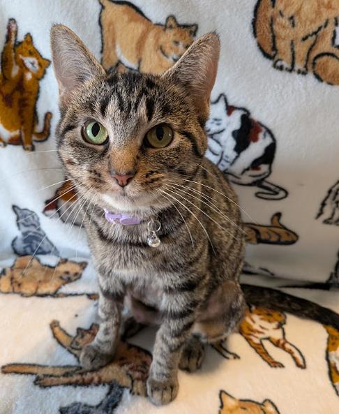 Enlarge Fajita, a Adopted Tabby in Indianapolis, IN image 2/5