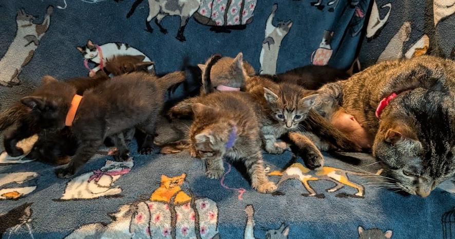 Enlarge Fajita, a Adopted Tabby in Indianapolis, IN image 4/5