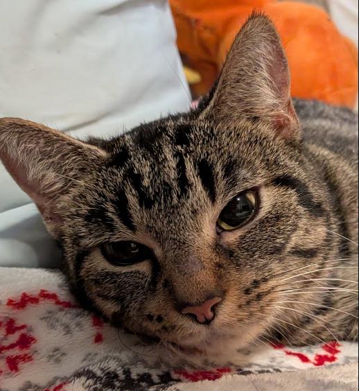 Fajita, Adopted, Young Female Tabby.