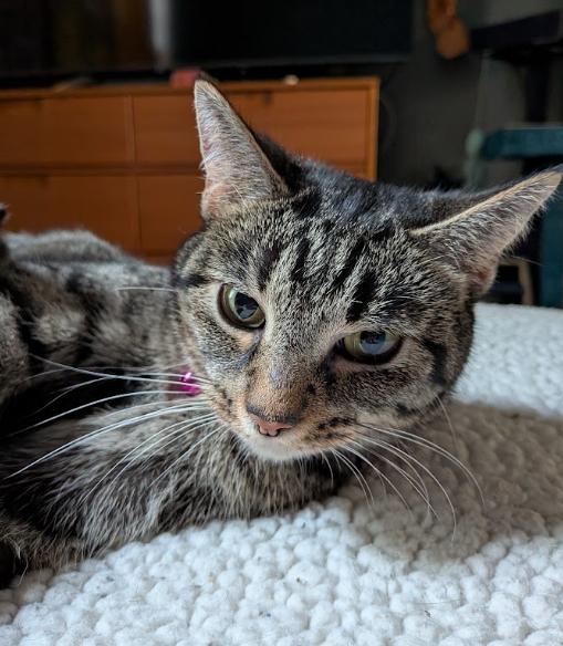 Enlarge Fajita, a Adopted Tabby in Indianapolis, IN image 3/5