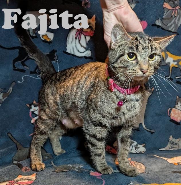 Enlarge Fajita, a Adopted Tabby in Indianapolis, IN image 5/5