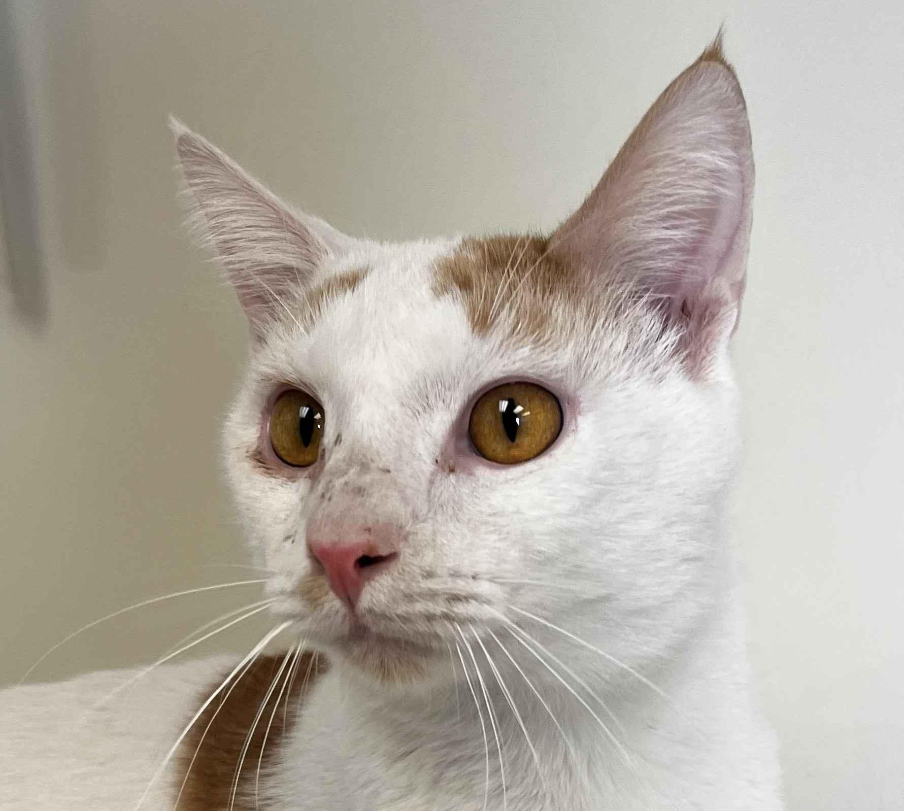 Kris, ADOPTABLE, Young Male Domestic Short Hair.