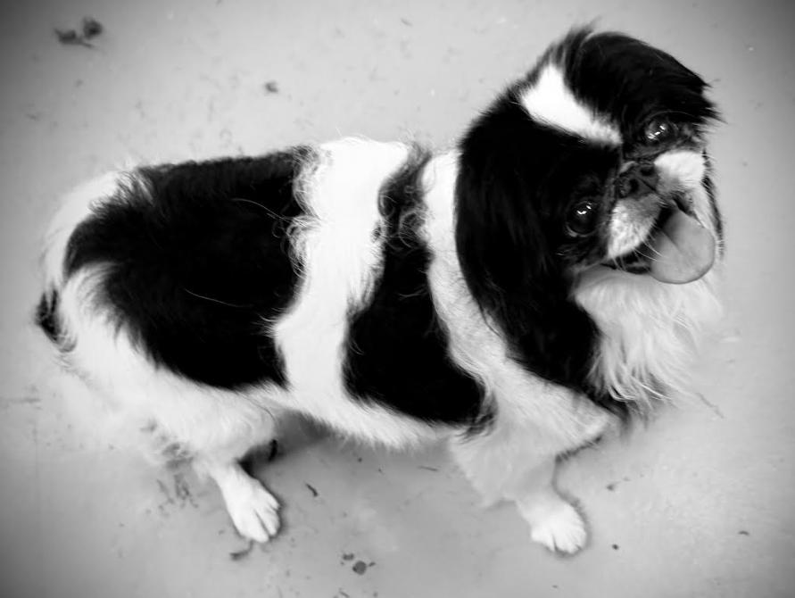 Enlarge Kobe, a Adoptable Japanese Chin in St. Petersburg, FL image 3/4