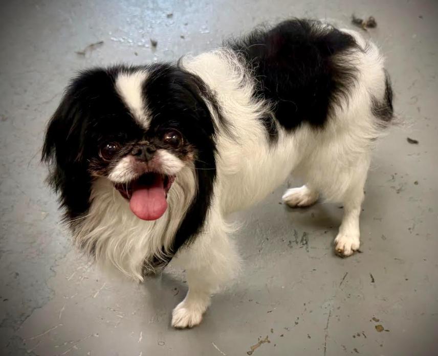 Enlarge Kobe, a Adoptable Japanese Chin in St. Petersburg, FL image 2/4