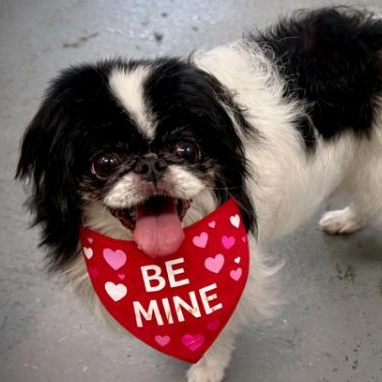 Kobe, Adoptable, Senior Male Japanese Chin.