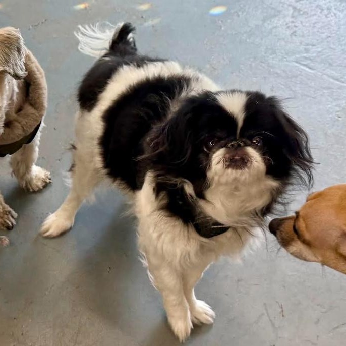 Enlarge Kobe, a Adoptable Japanese Chin in St. Petersburg, FL image 4/4