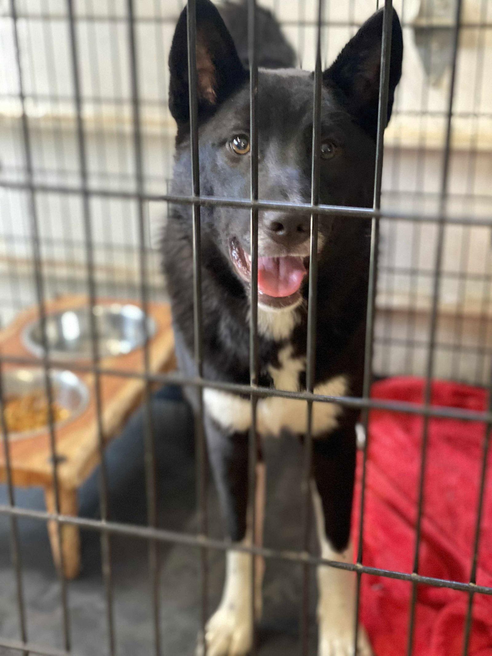 MILTON, a Adoptable Border Collie in Lewistown, PA image 1/3
