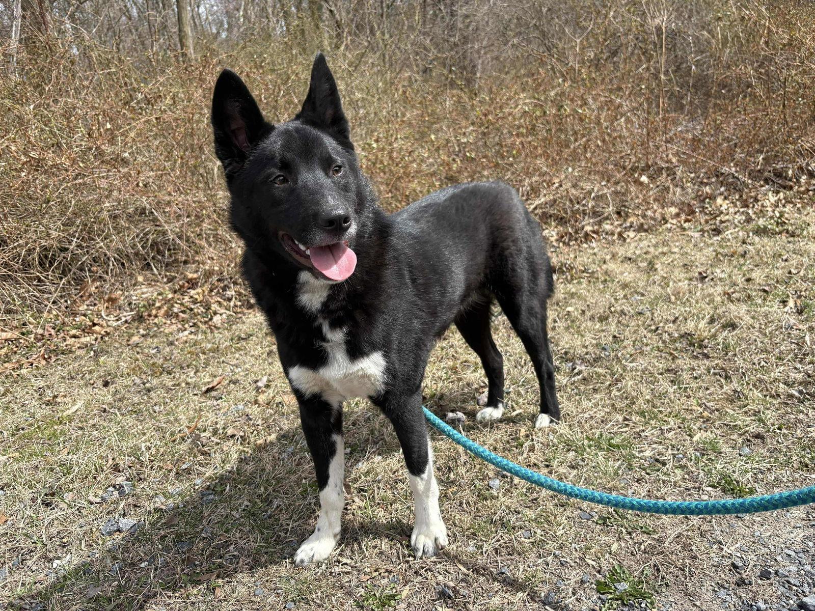 MILTON, a Adoptable Border Collie in Lewistown, PA image 2/3