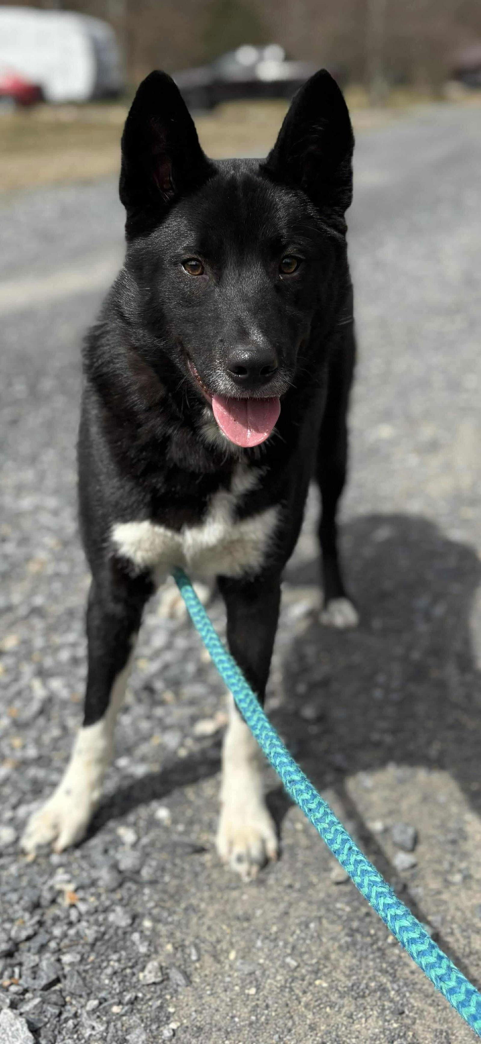 MILTON, a Adoptable Border Collie in Lewistown, PA image 3/3