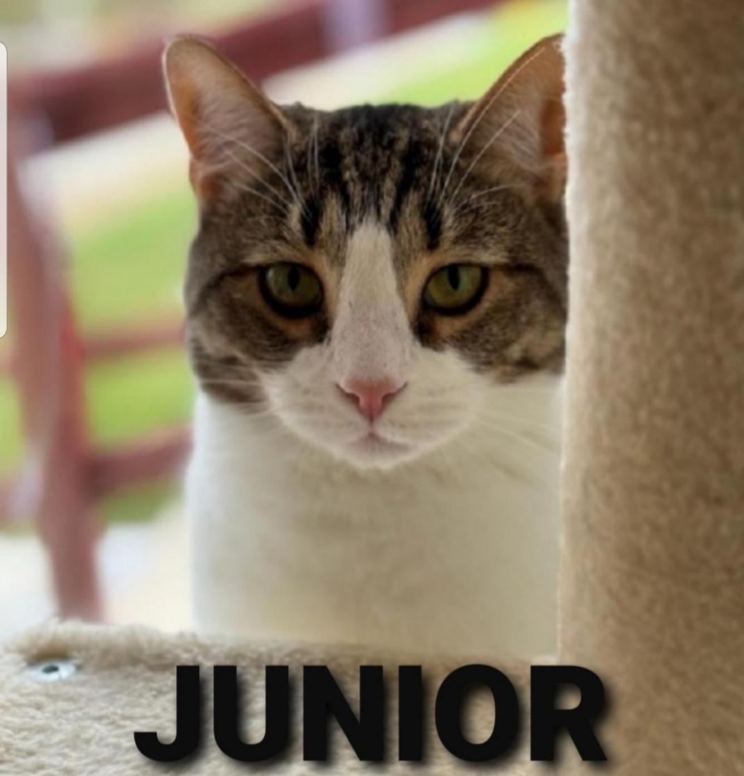 Junior, Adoptable, Young Male Domestic Medium Hair.