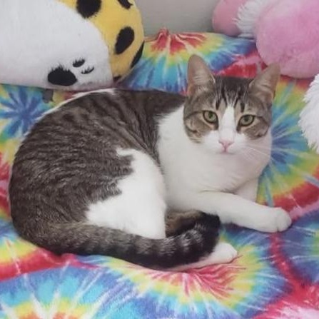 Enlarge Junior, a Adoptable Domestic Medium Hair in Greensburg, PA image 1/5