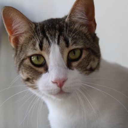 Enlarge Junior, a Adoptable Domestic Medium Hair in Greensburg, PA image 2/5