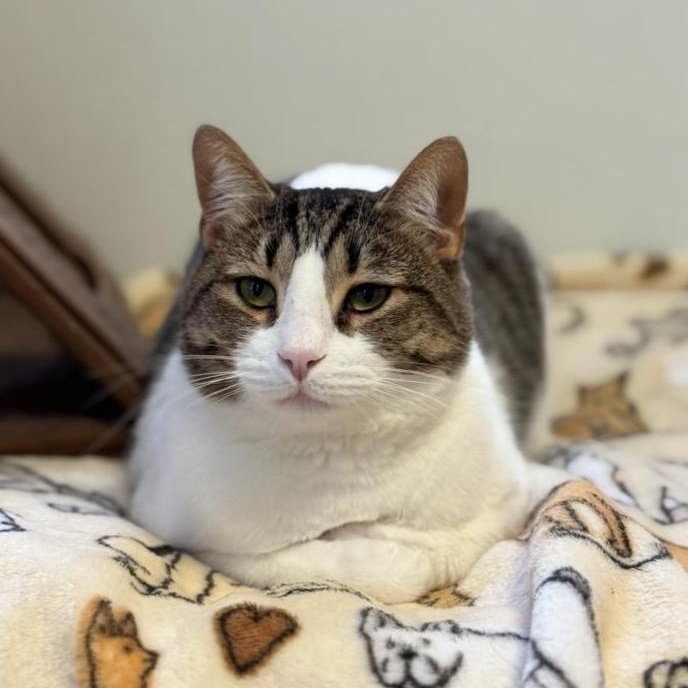 Enlarge Junior, a Adoptable Domestic Medium Hair in Greensburg, PA image 3/5