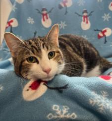 Enlarge Junior, a Adoptable Domestic Medium Hair in Greensburg, PA image 5/5