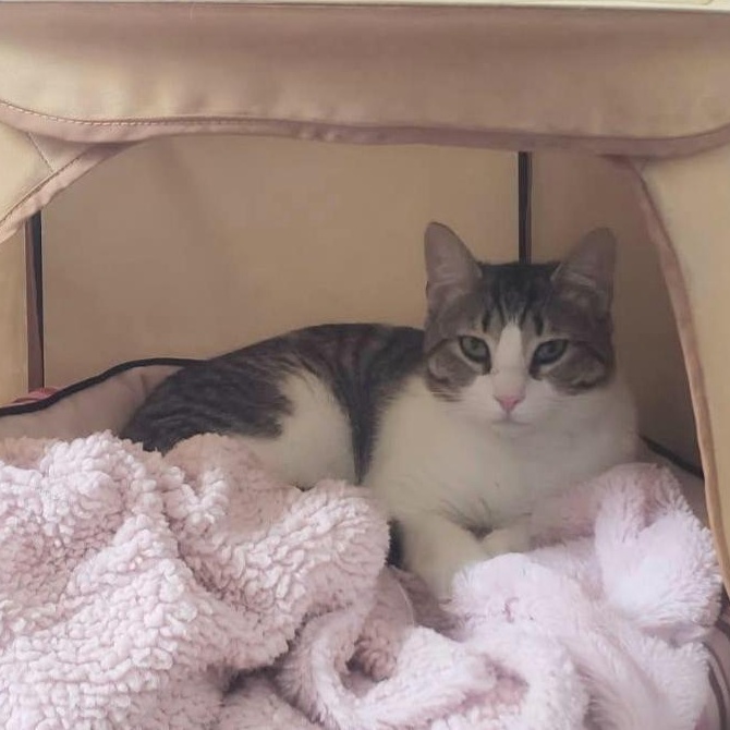 Enlarge Junior, a Adoptable Domestic Medium Hair in Greensburg, PA image 4/5