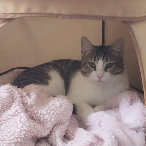 Enlarge Junior, a Adoptable Domestic Medium Hair in Greensburg, PA image 5/5