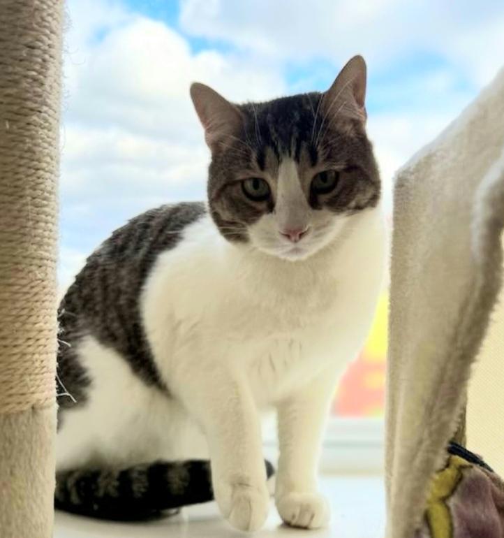 Enlarge Junior, a Adoptable Domestic Medium Hair in Greensburg, PA image 4/6
