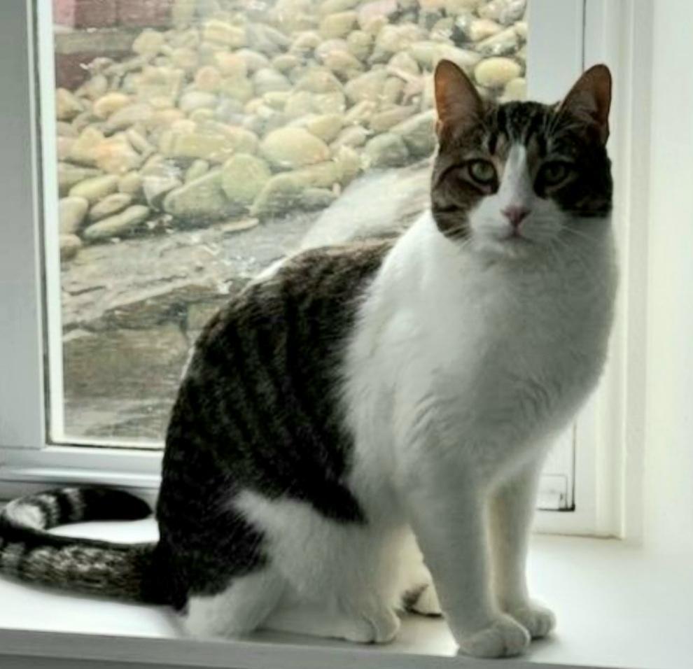 Enlarge Junior, a Adoptable Domestic Medium Hair in Greensburg, PA image 2/5