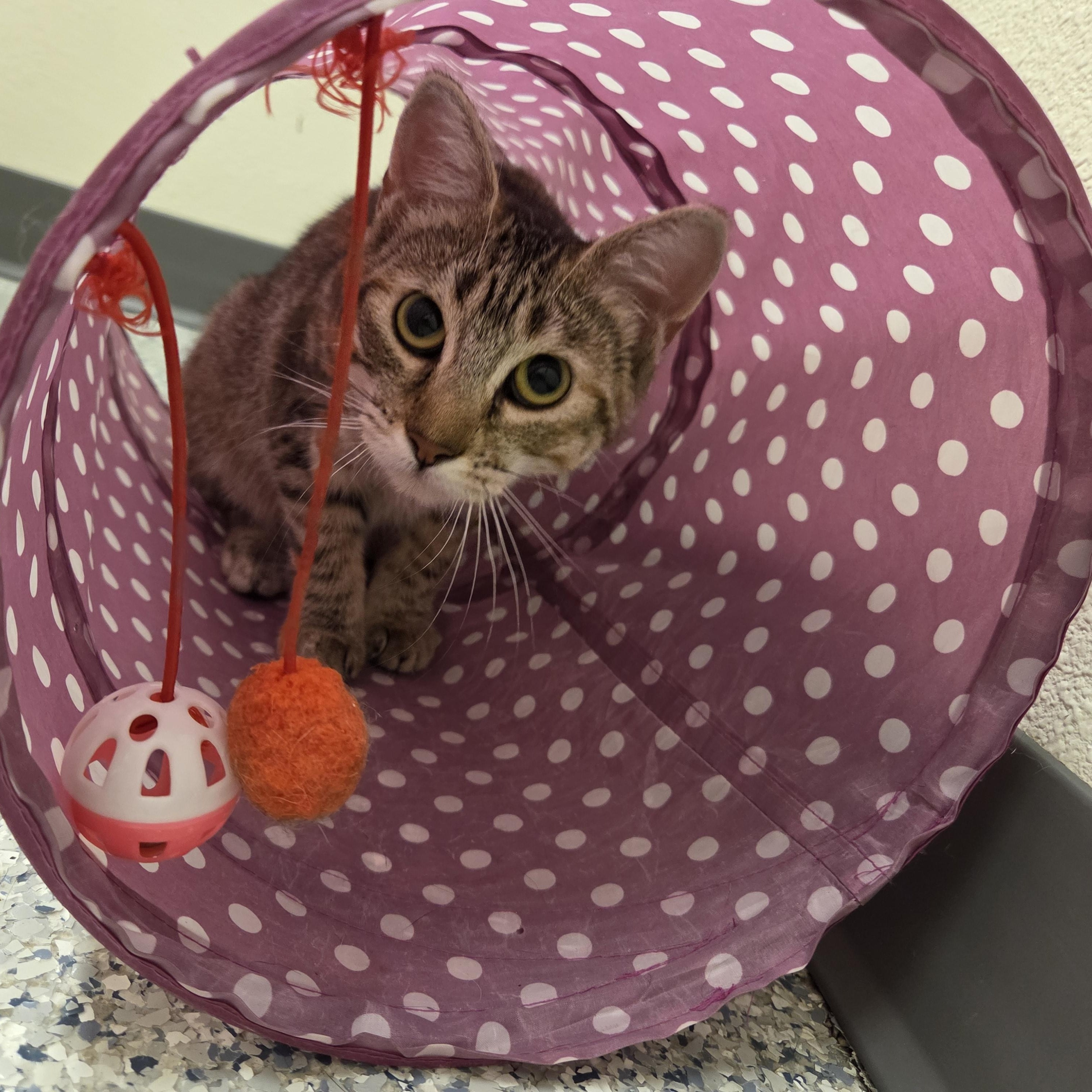 Enlarge Allie Clawpone, a Adoptable Domestic Short Hair in Nevada, IA image 3/3