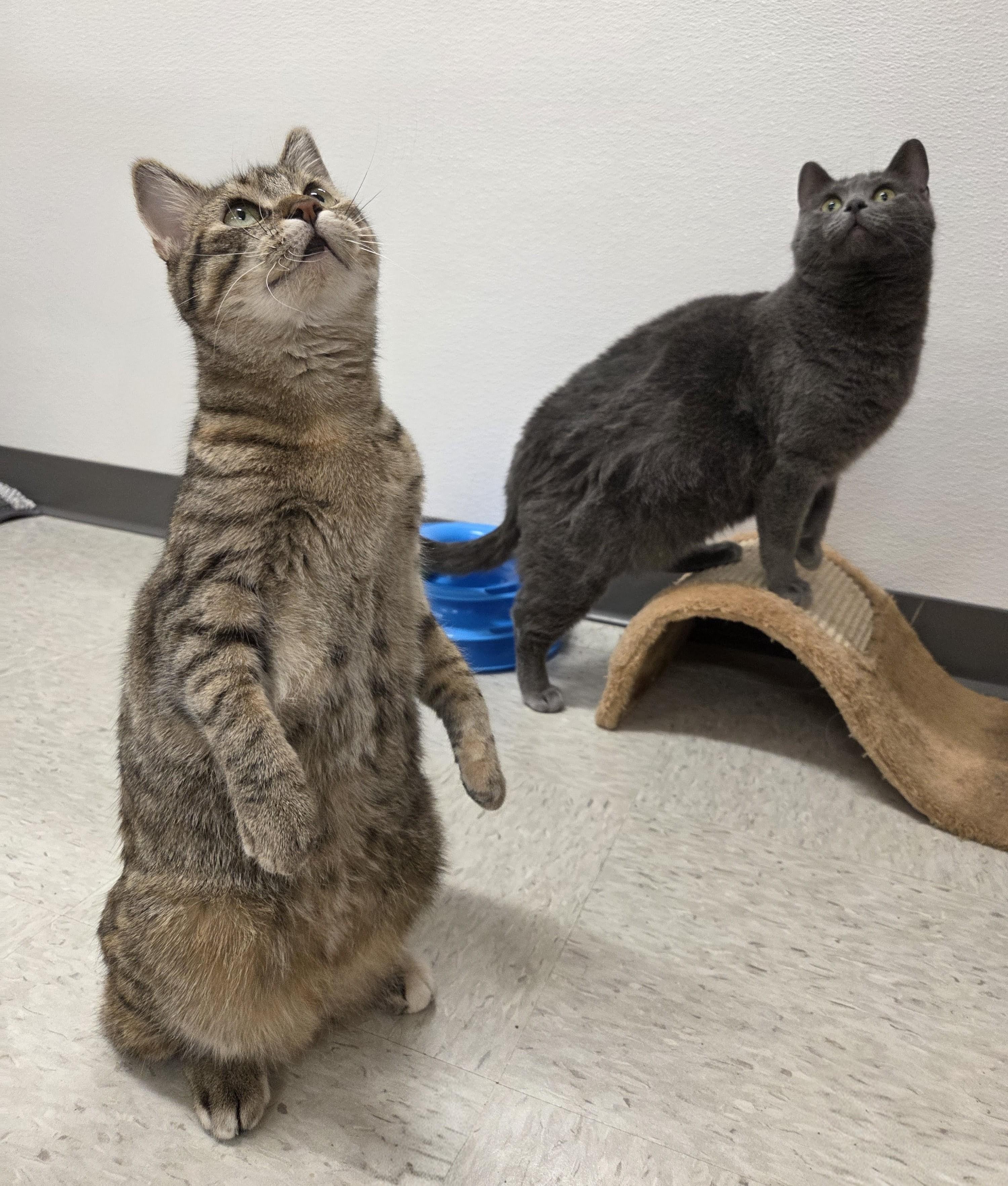 Enlarge Allie Clawpone, a Adoptable Domestic Short Hair in Nevada, IA image 4/5