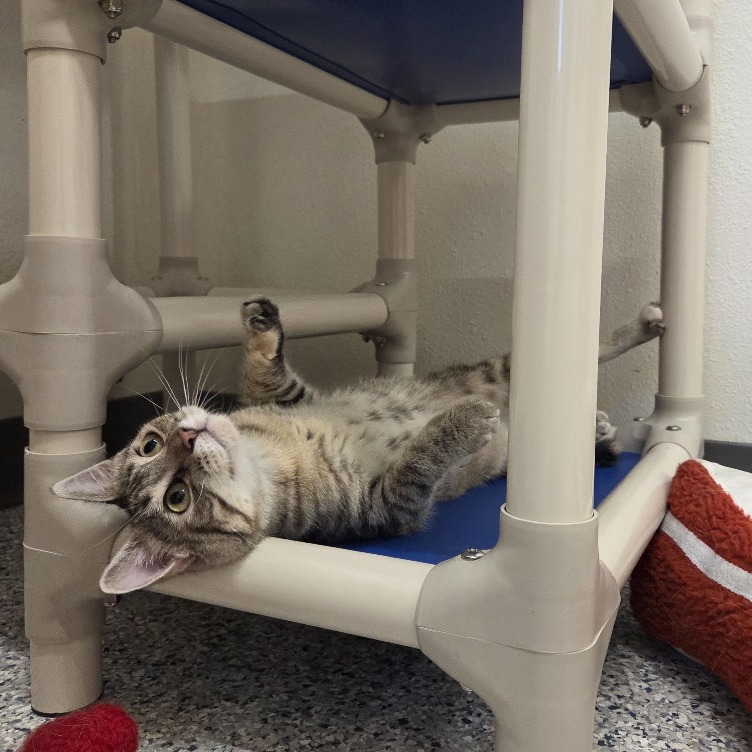 Enlarge Allie Clawpone, a Adoptable Domestic Short Hair in Nevada, IA image 2/3