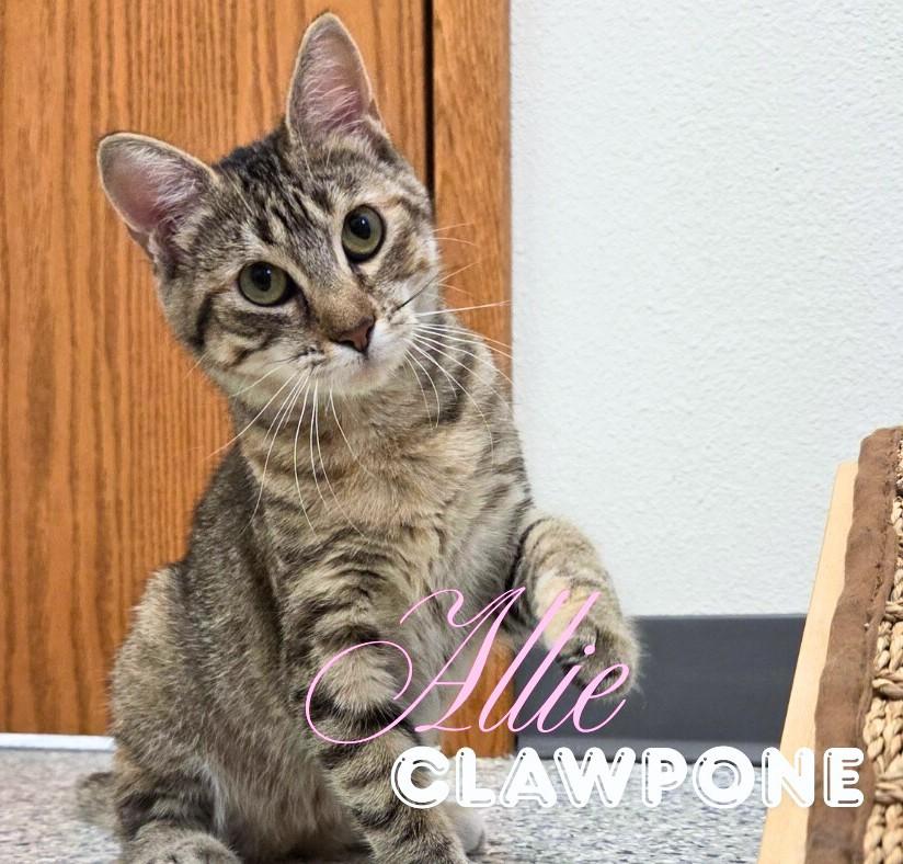 Allie Clawpone, Adoptable, Young Female Domestic Short Hair.