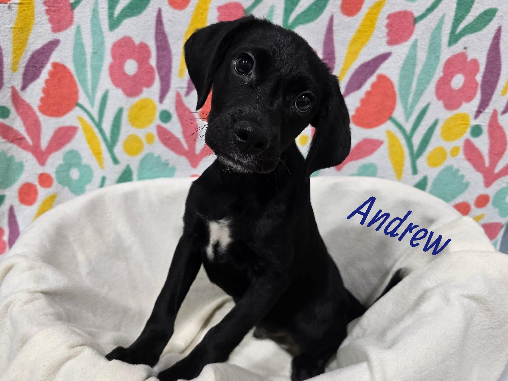 Andrew photo 1