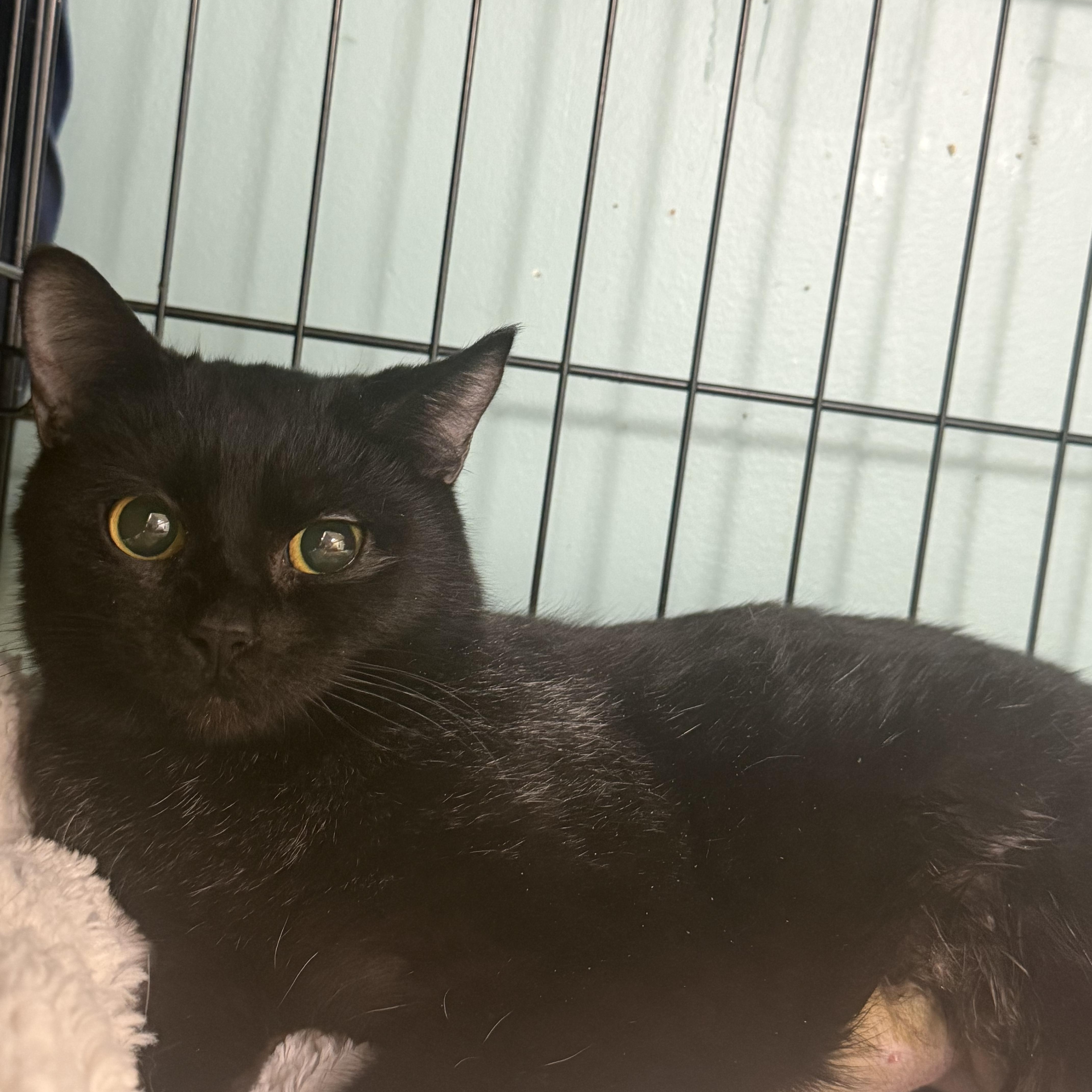 Birdie, Adopted, Young Female Domestic Short Hair.