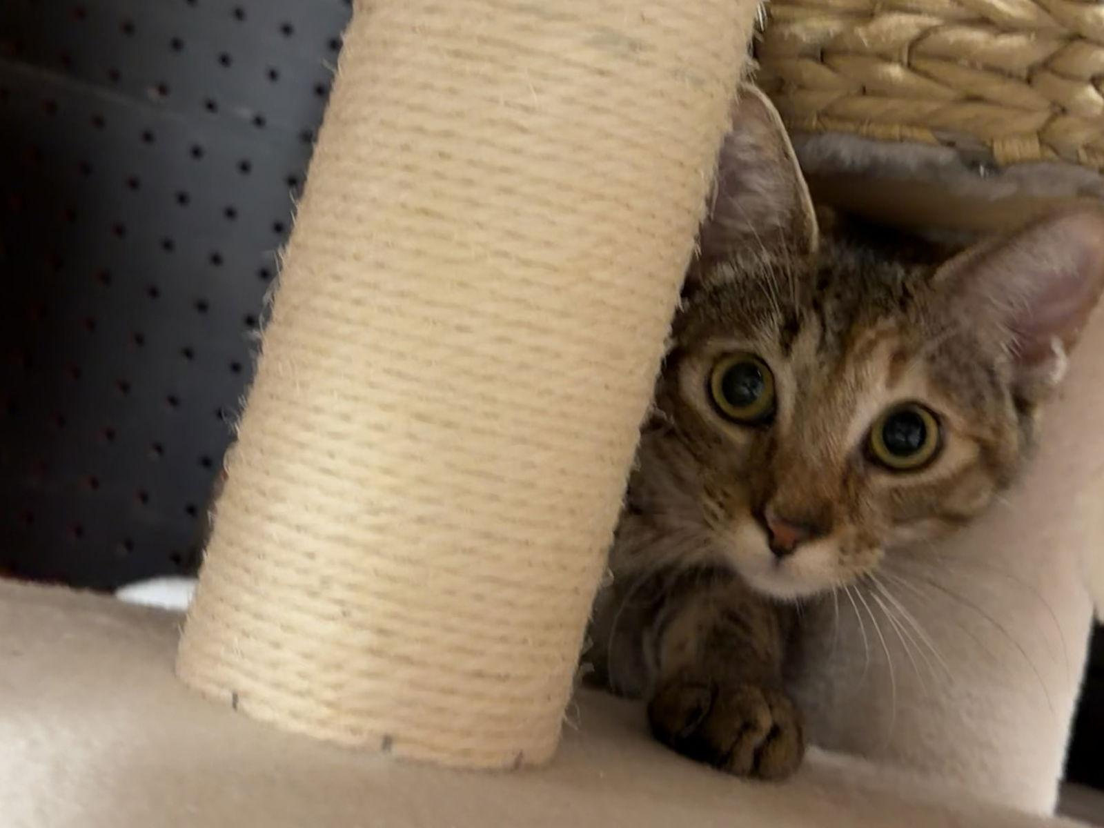 Emily ( Stacy ), Adoptable, Young Female Tabby.