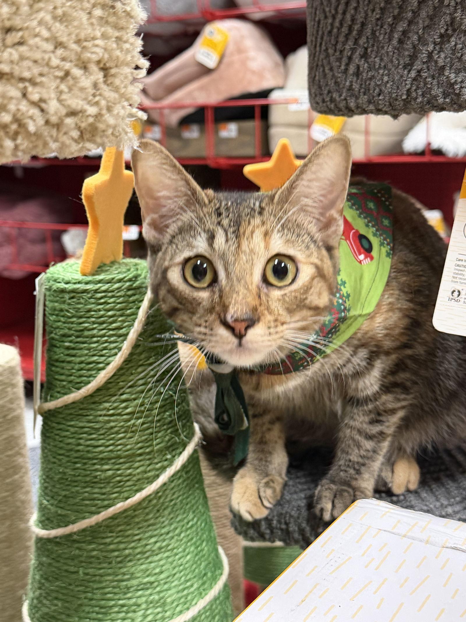 Emily ( Stacy ), a Adoptable Tabby in Vacaville, CA image 2/3