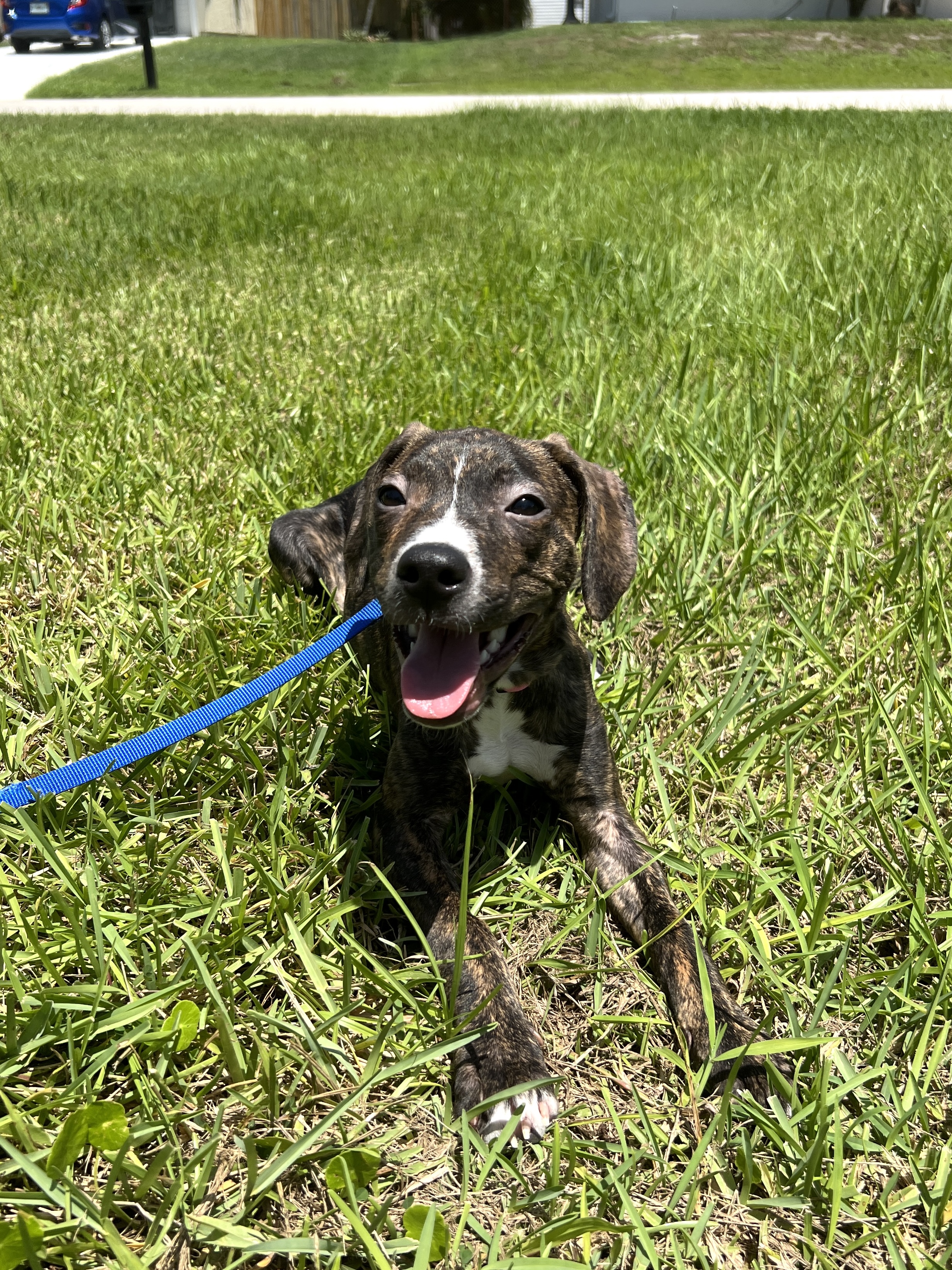 Enlarge Enzo, a Adopted Mixed Breed in Hobe Sound, FL image 1/2