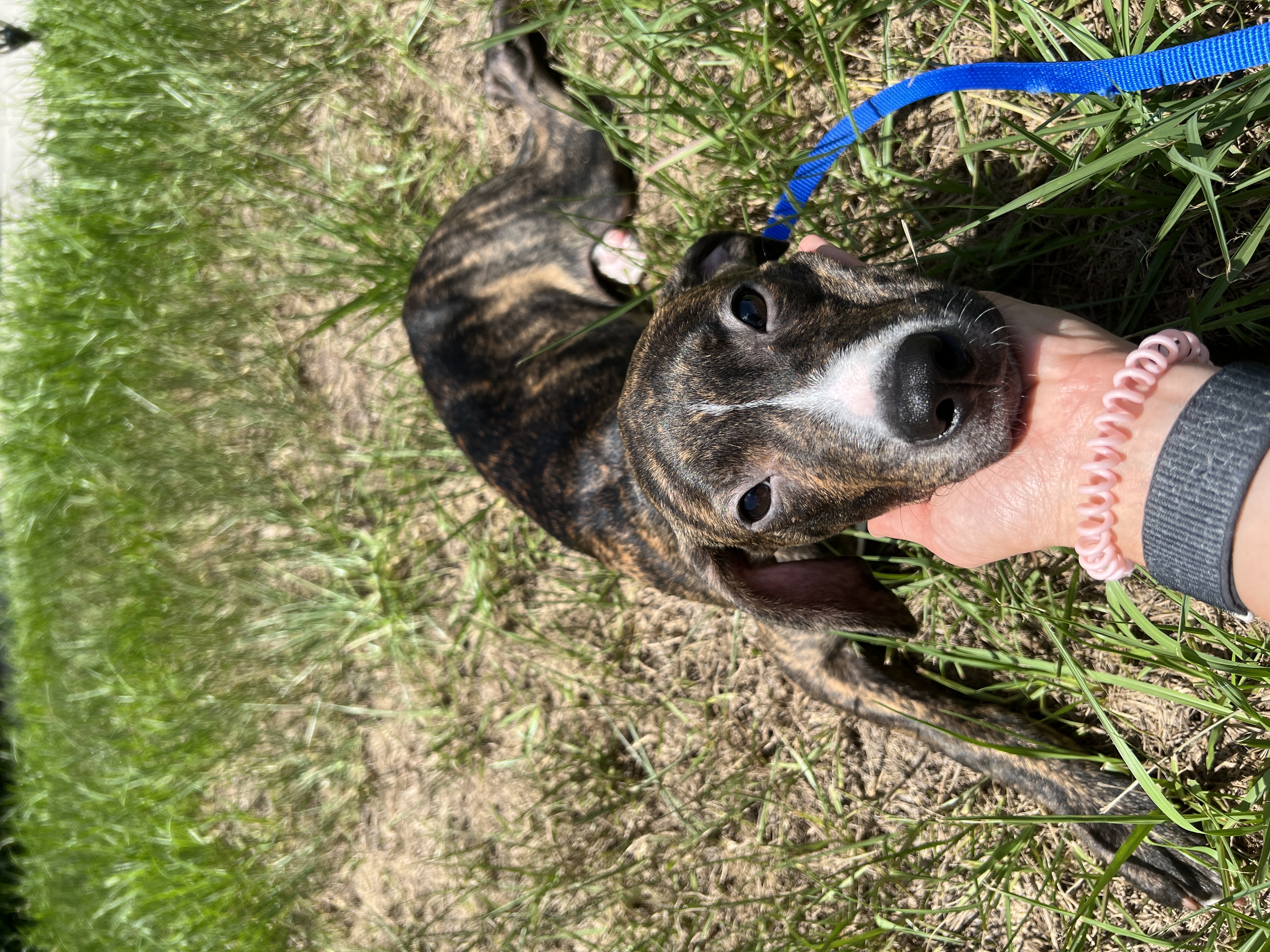 Enlarge Enzo, a Adopted Mixed Breed in Hobe Sound, FL image 2/2