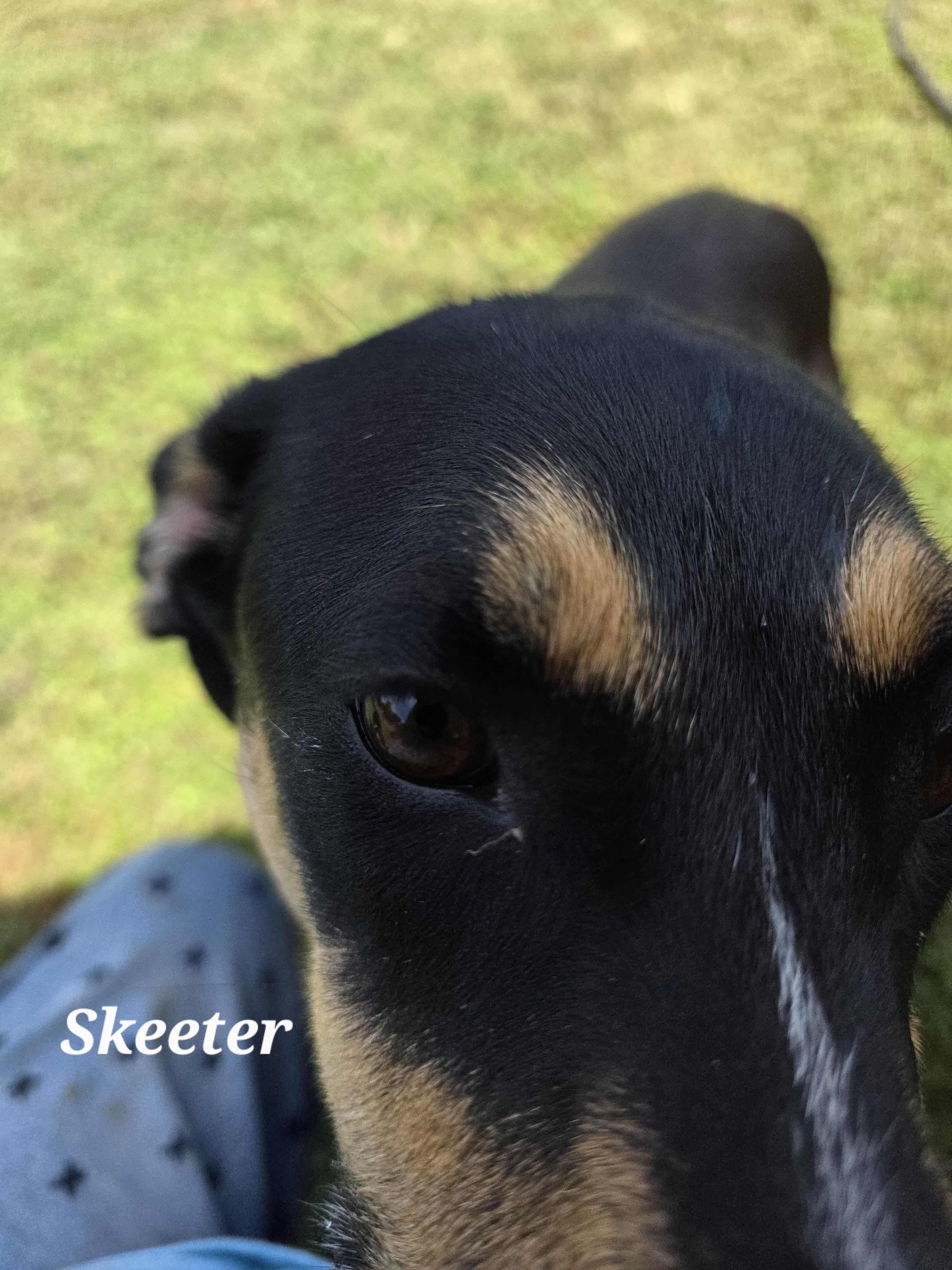 Skeeter, a Adoptable mixed breed in Warren, RI image 1/5
