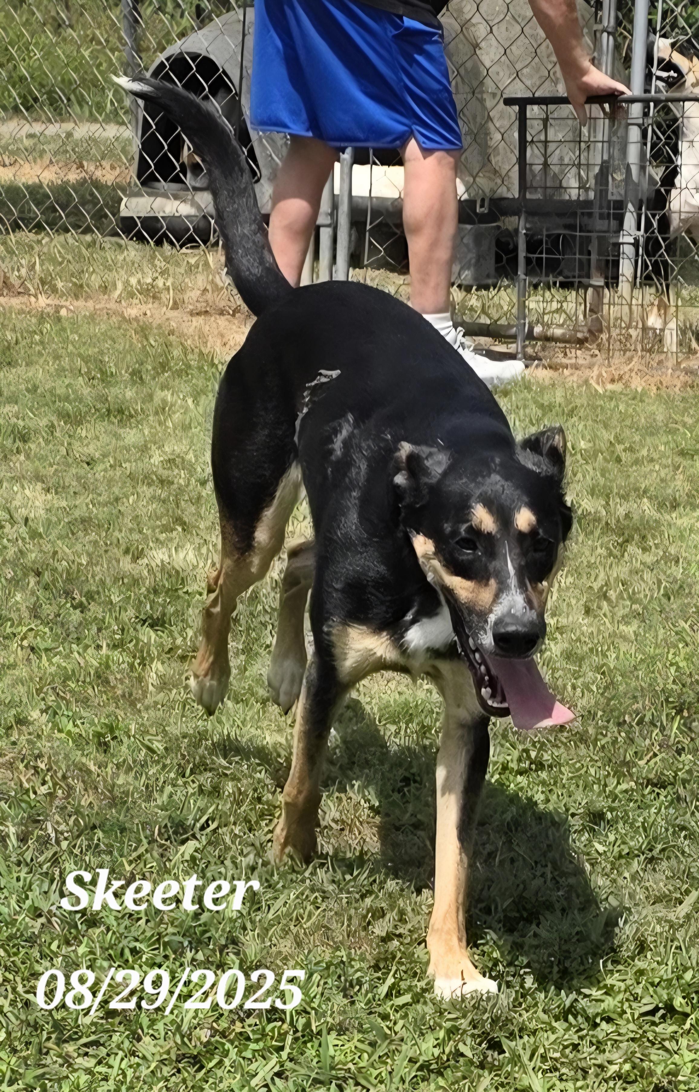 Skeeter, a Adoptable mixed breed in Warren, RI image 2/5